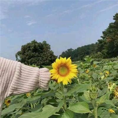 创造与魔法英雄互娱版本下载